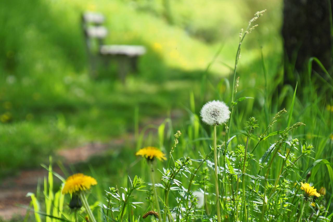 m_path-7979584_by_ralf1403_pixabay_pbs | Kath. Pfarrei Selige Märtyrer vom Münchner Platz - Aktuelles - Oasentag für alle Ehrenamtliche